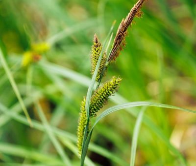 HERBICIDES